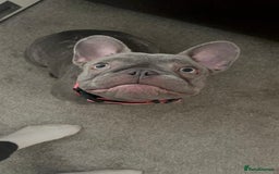 French Bulldog dogs for sale: Female French Bulldog 7 months  - Image 1