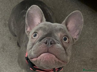 French Bulldog dogs - Advert 4