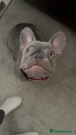 French Bulldog dogs - Advert 1