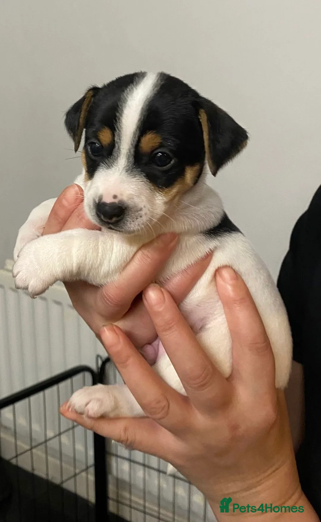 Jack Chi dogs for sale: Adorable Jack Chi puppies  - Advert 11