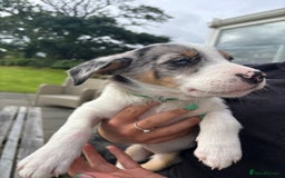 Border Collie dogs for sale: Ready to go! Beautiful Border Collie pup in Haverfordwest - Image 9