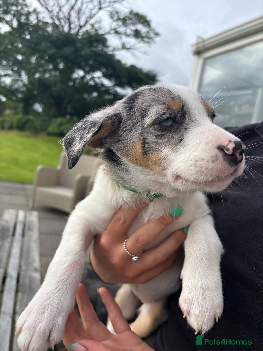 Border Collie dogs for sale: Ready to go! Beautiful Border Collie pup in Haverfordwest - Image 9