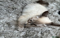 Ragdoll cats for sale: Ragdoll Lynx Blue point male - Image 9