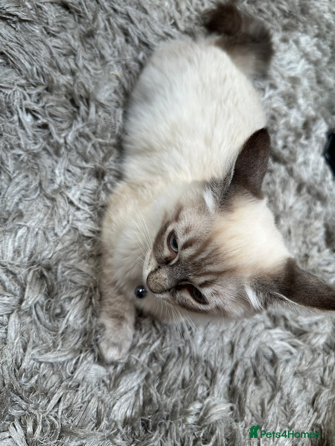 Ragdoll cats for sale: Ragdoll Lynx Blue point male - Image 9