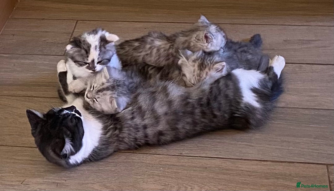 Mixed Breed cats for sale: Beautiful fluffy kittens  - Image 8