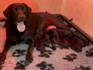 Labrador Retriever dogs Fantastic Royal Kennel Club Puppies - Advert 1