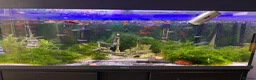 Cichlids fish for sale: Tank for sale in Northampton - Advert 2