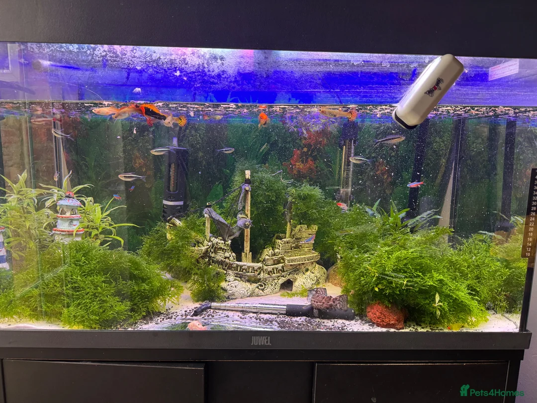 Cichlids fish for sale: Tank for sale in Northampton - Advert 2