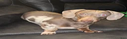 Miniature Dachshund dogs for stud:  For stud  in Bristol - Advert 4