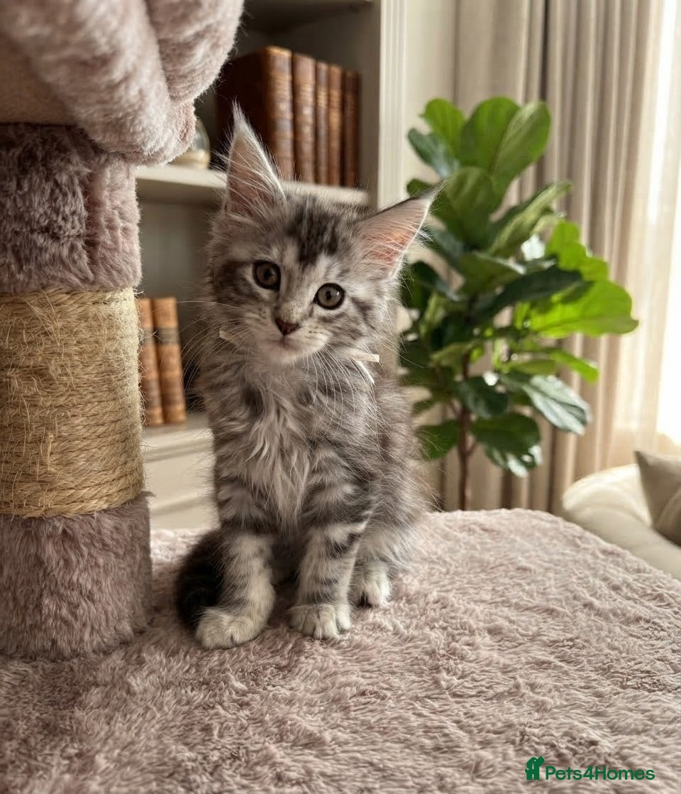 Maine Coon cats Maine coon kittens for sale tabby and mackerel - Advert 18