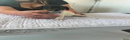 Parson Russell dogs for sale: 7 working parson terrier pups  - Advert 6