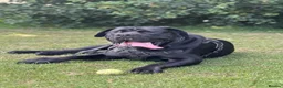 Cane Corso dogs for stud: Pablo - Cane Corso Stud  in Littlehampton - Advert 3