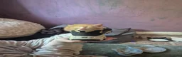 Mixed Breed cats for sale: Female kitten for sale - Advert 17