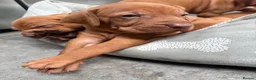 Hungarian Vizsla dogs for sale: Collect in two weeks!🐾KC smooth Hungarian Vizslas - Advert 29