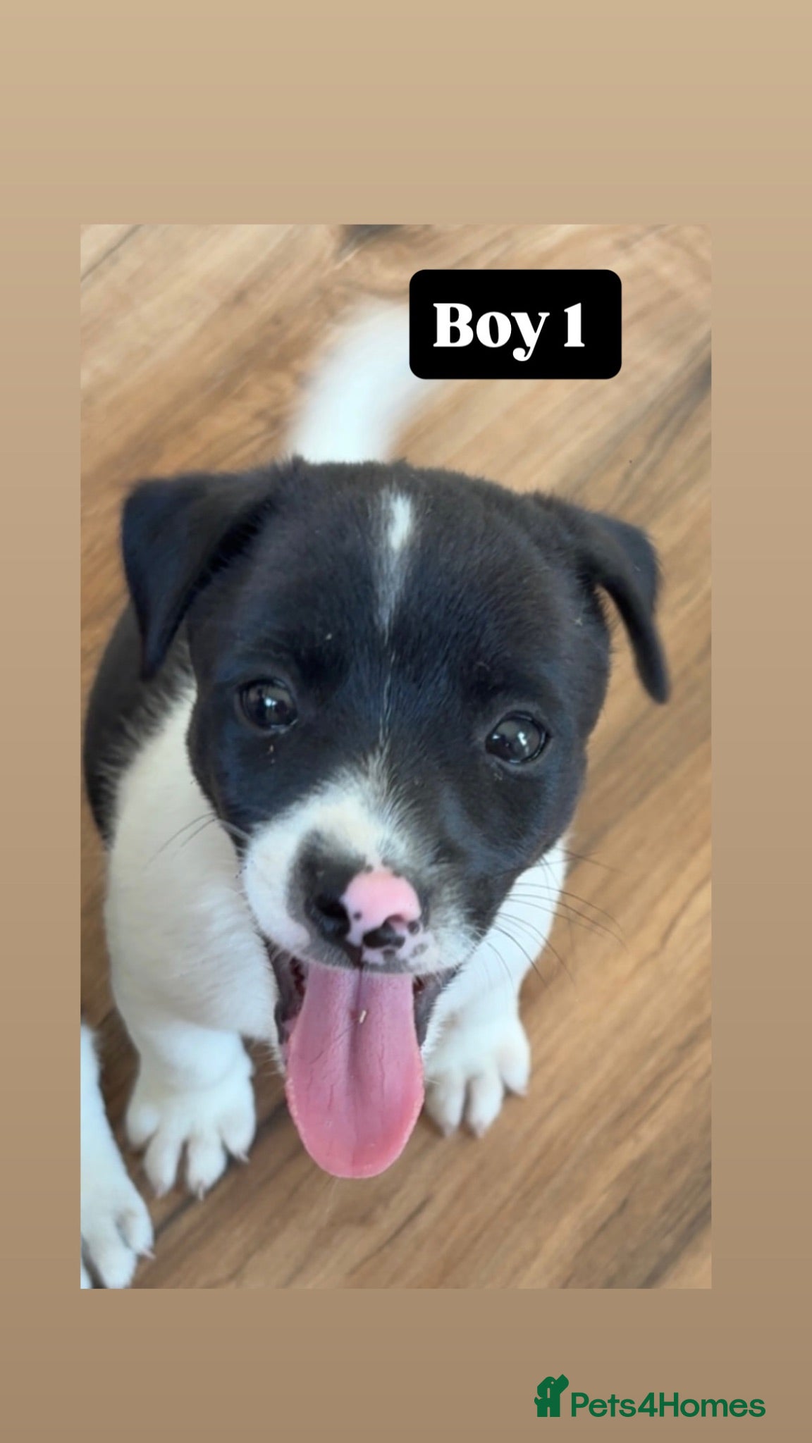 Jack Russell dogs Jack Russell  - Advert 2
