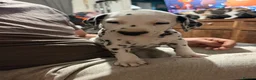 Dalmatian dogs for sale: RKG Dalmatian pups ready this weekend  - Advert 24