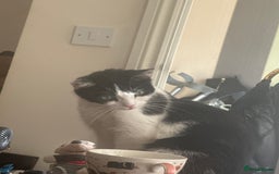 Mixed Breed cats for sale: 6 Adorable and Playful kittens - Image 3
