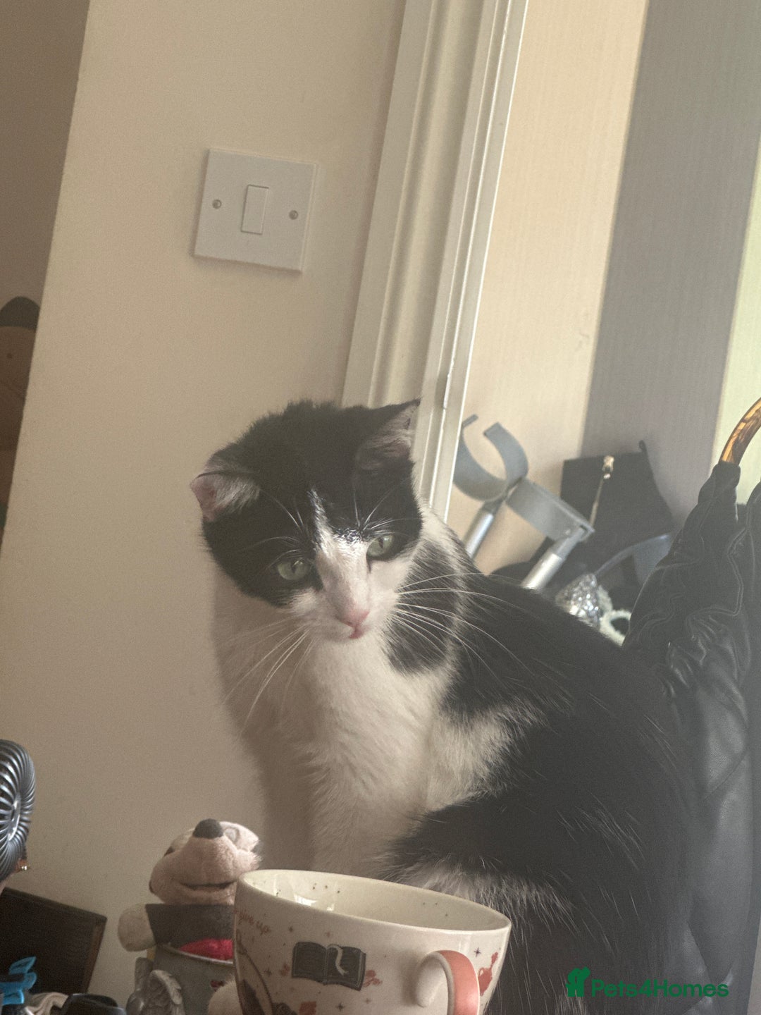 Mixed Breed cats for sale: 6 Adorable and Playful kittens - Image 3