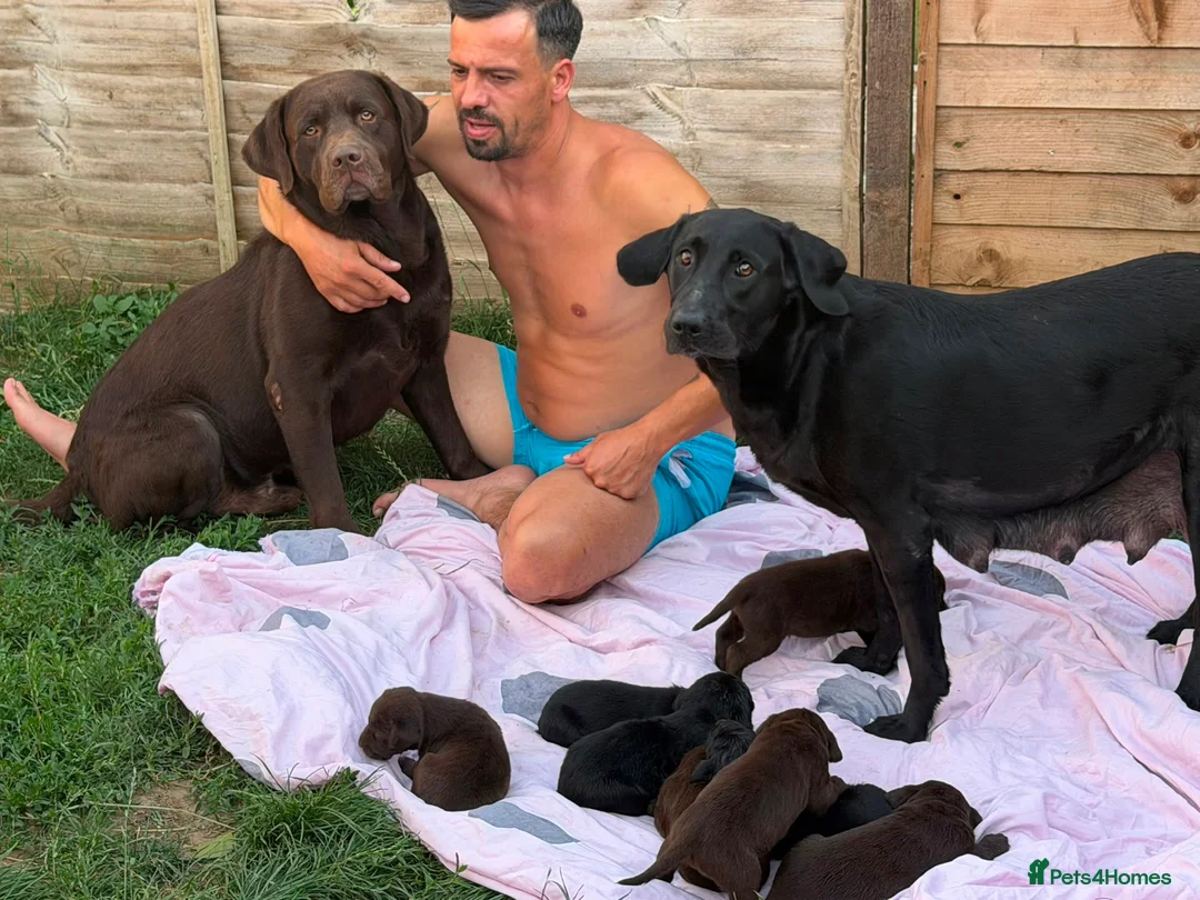 Labrador Retriever dogs for sale: Adorable Labrador Retriever Puppies 🐾 - Advert 1
