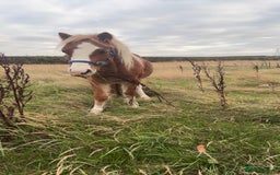 Welsh Section A horses for sale: Teddy 18 month sec a  - Image 3