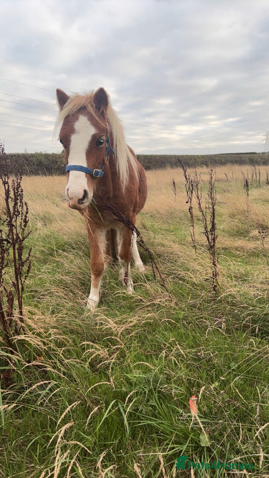 Welsh Section A horses for sale: Teddy 18 month sec a  - Image 3