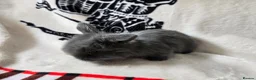 Mini Lop rabbits for sale: Stunning mini lops available  - Advert 9