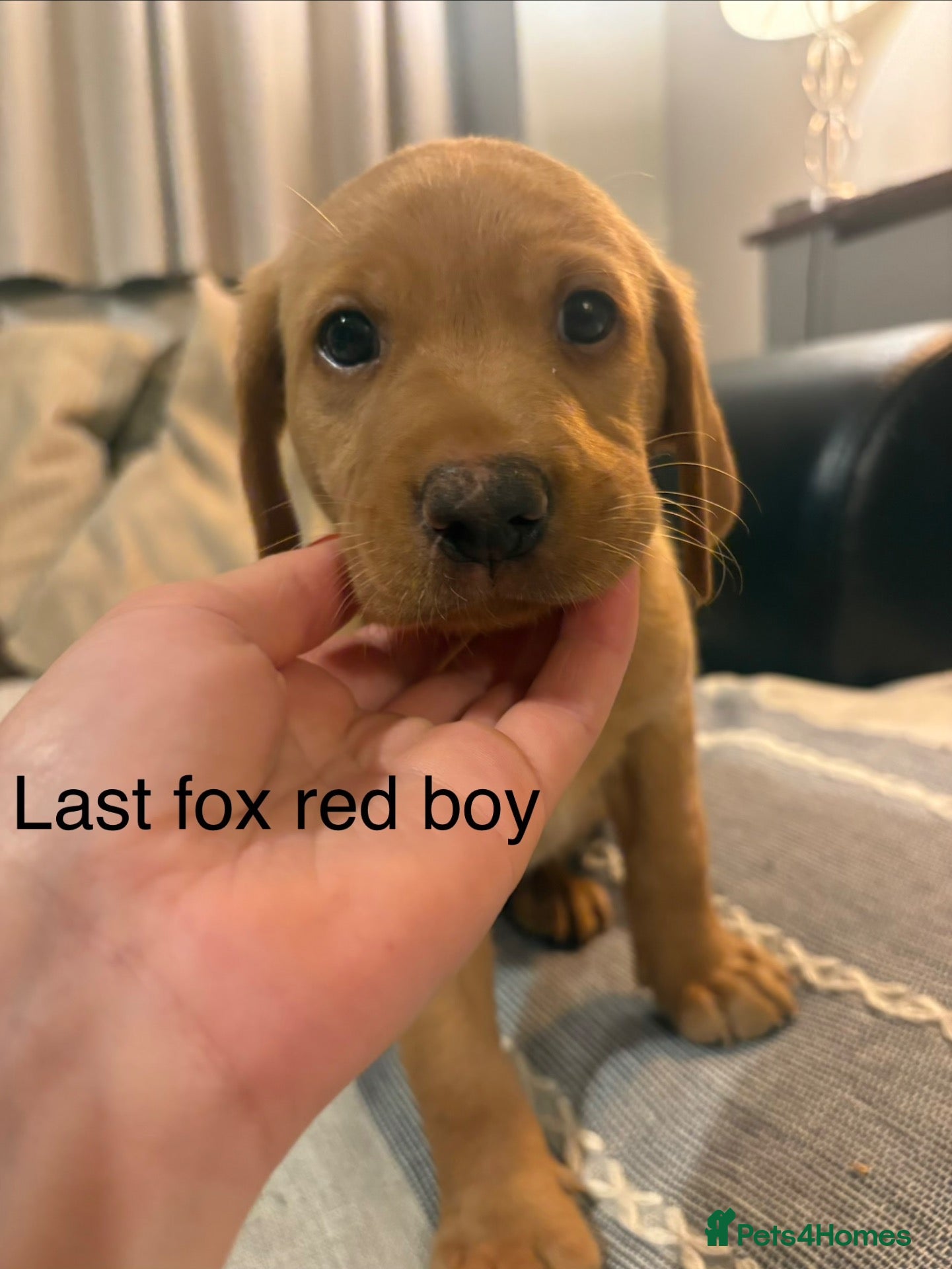 Labrador Retriever dogs 1 FOX RED BOY LEFT-KC-2x black girls-black boy 🐶  - Advert 11