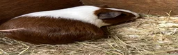 Guinea Pig rodents for sale: Male/Boar Guinea Pigs - Advert 7
