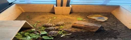 Tortoise reptiles for sale: Marginated Tortoises and set up  - Advert 6
