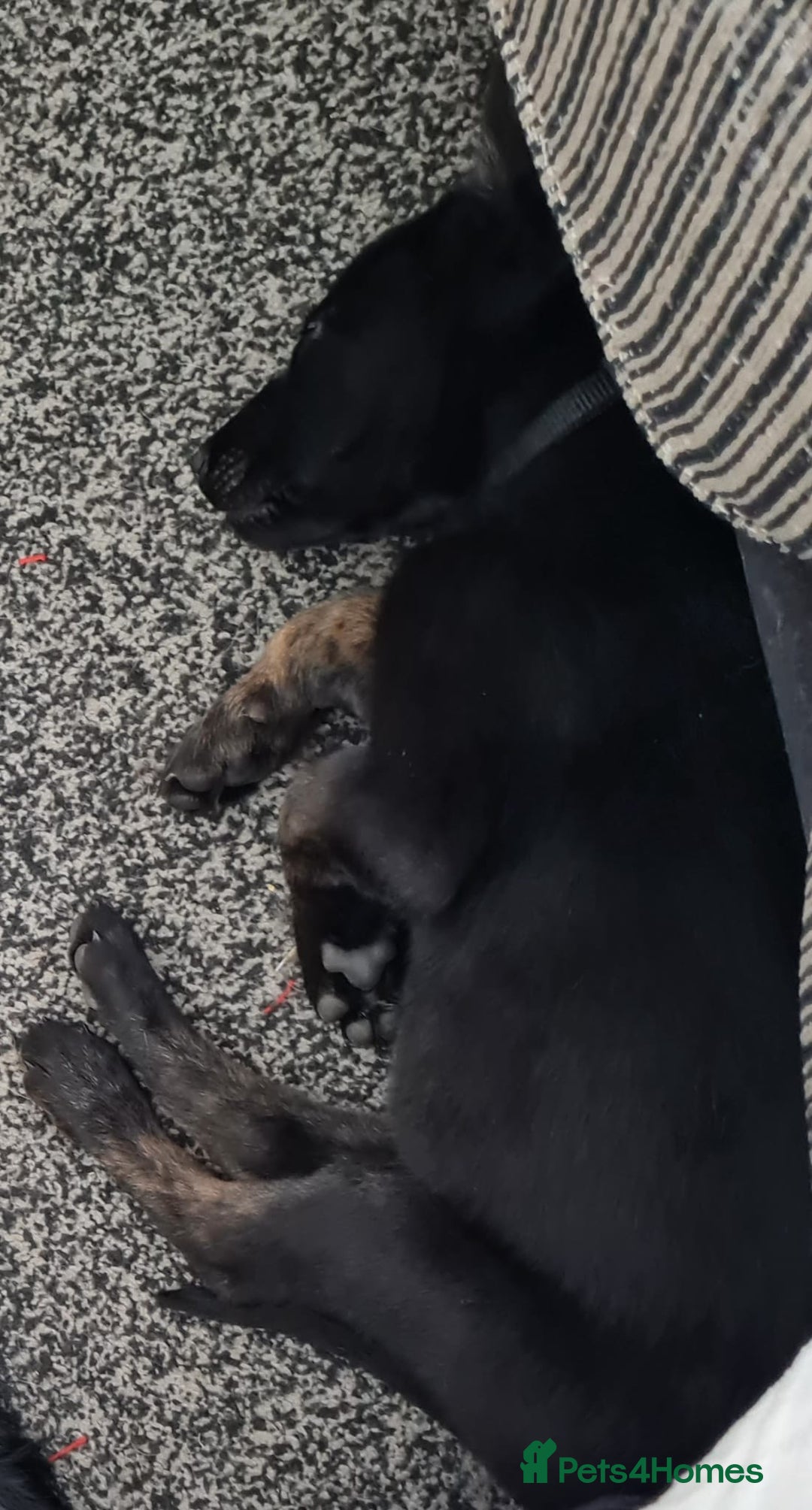 Belgian Shepherd Dog dogs for sale: 12 week old dutch shepherd  - Image 3