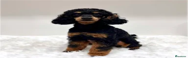 Miniature Poodle 1