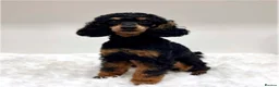 Miniature Poodle dogs for sale: Beautiful rare RKC Phantom Miniature Poodle - Advert 1