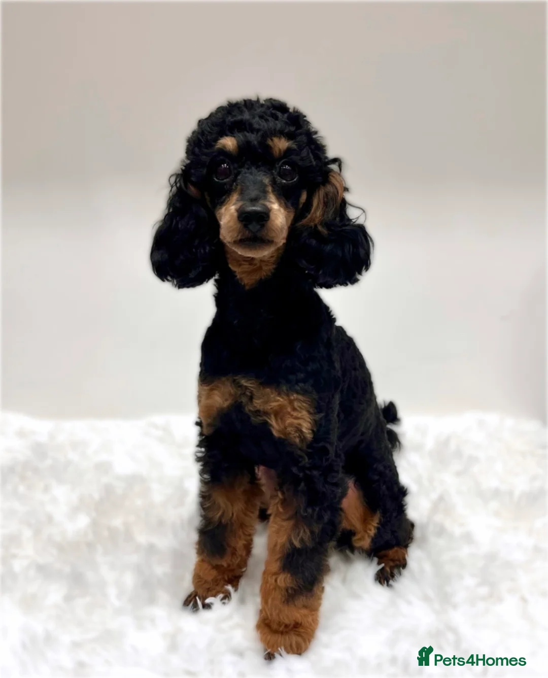Miniature Poodle dogs for sale: Beautiful rare RKC Phantom Miniature Poodle - Advert 1