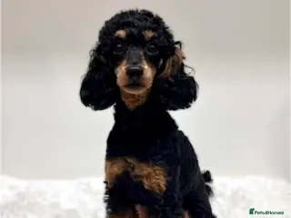 Miniature Poodle dogs Beautiful rare RKC Phantom Miniature Poodle - Advert 1