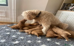 Australian Labradoodle dogs for sale: Beautiful Australian Labradoodle x pups!  - Image 13