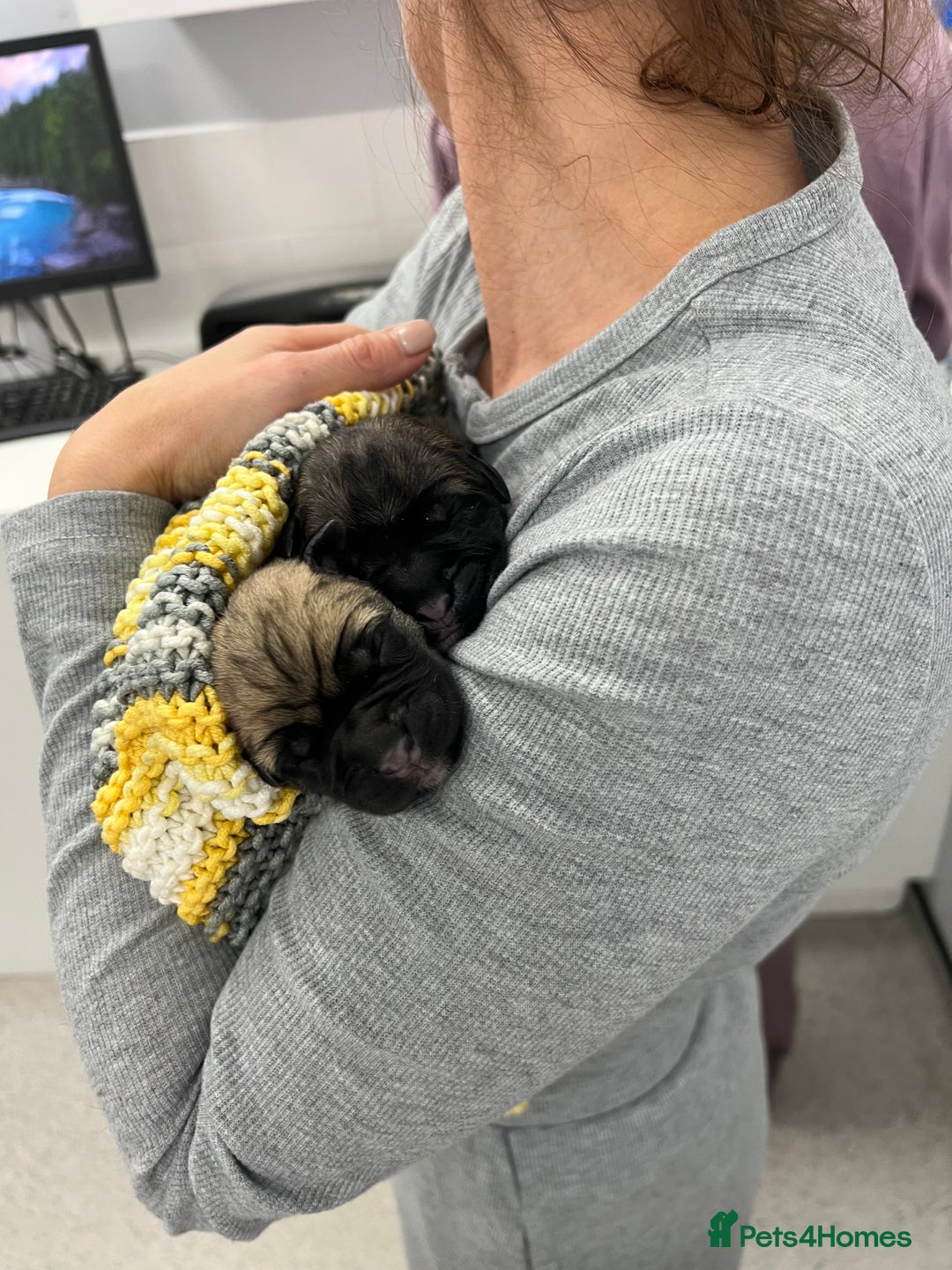 Cane Corso dogs for sale: Litter of 10 cane corso puppies family reared  - Advert 17