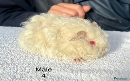 Guinea Pig rodents for sale: Lovely baby guinea pigs for sale  - Image 4