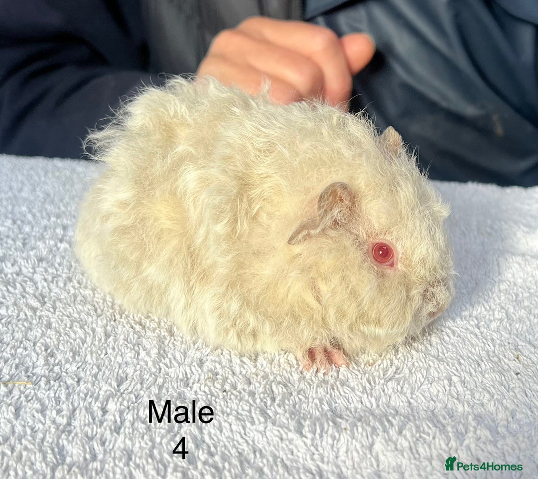 Guinea Pig rodents for sale: Lovely baby guinea pigs for sale  - Image 4