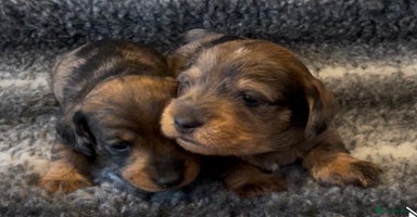 Miniature Dachshund dogs - Advert 9