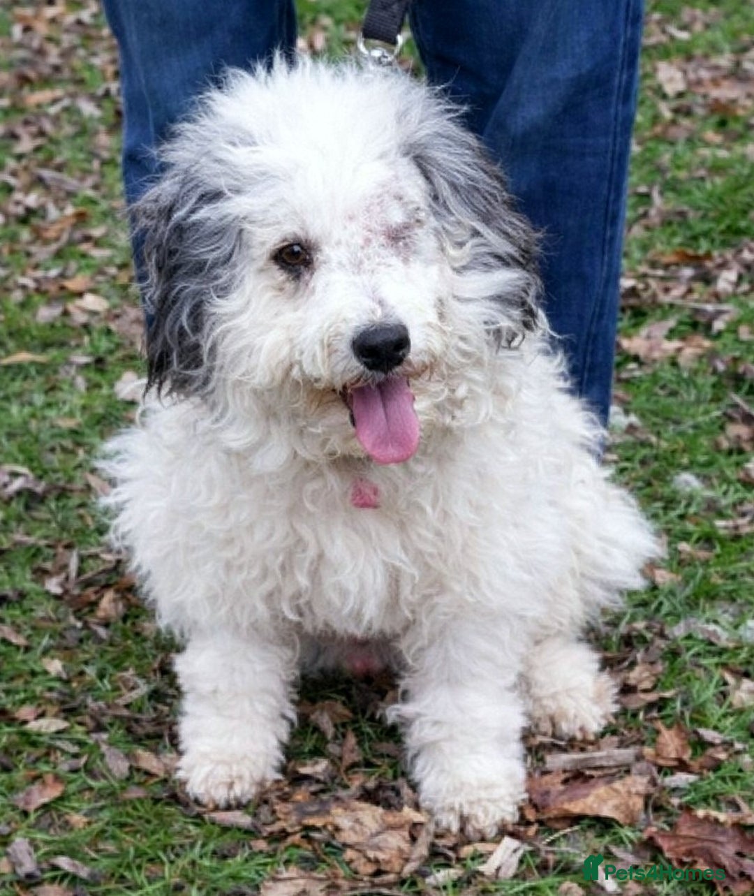 Mixed Breed dogs for adoption: 🐶 Bosie 💛 Gentle, Grateful & Ready for Love - Advert 1