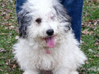 Mixed Breed dogs 🐶 Bosie 💛 Gentle, Grateful & Ready for Love - Advert 1