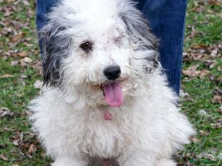 Mixed Breed dogs 🐶 Bosie 💛 Gentle, Grateful & Ready for Love - Advert 17