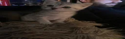 Exotic cats for sale: Beautiful exotic kittens  - Advert 6