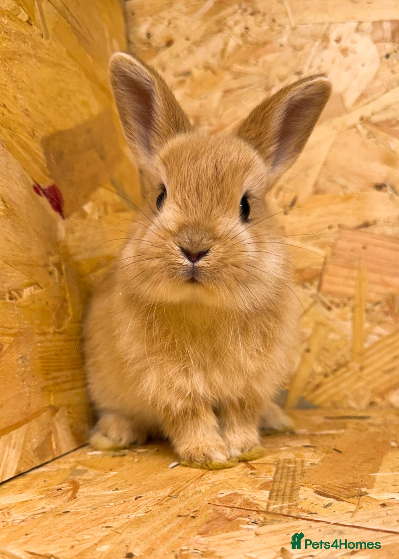 Netherland Dwarf rabbits Adorable Netherland Dwarf Rabbits- Various colours - Advert 14