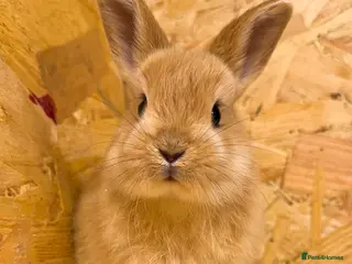 Netherland Dwarf rabbits Adorable Netherland Dwarf Rabbits- Various colours - Advert 14