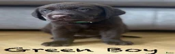 Labrador Retriever dogs for sale: Beautiful KC Chocolate Labrador Retriever Puppies - Advert 6