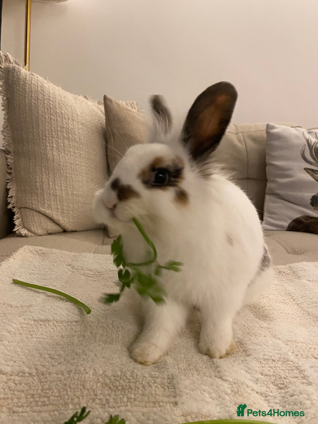 Lionhead rabbits for sale: 2 Lionhead bunnies. cage, carrier etc all included - Advert 2