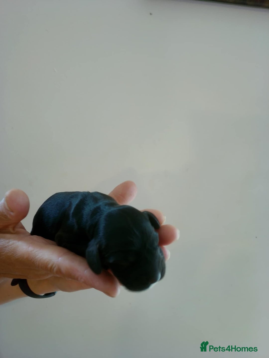 Cocker Spaniel dogs for sale: show cocker spaniel puppies solid colours - Image 3