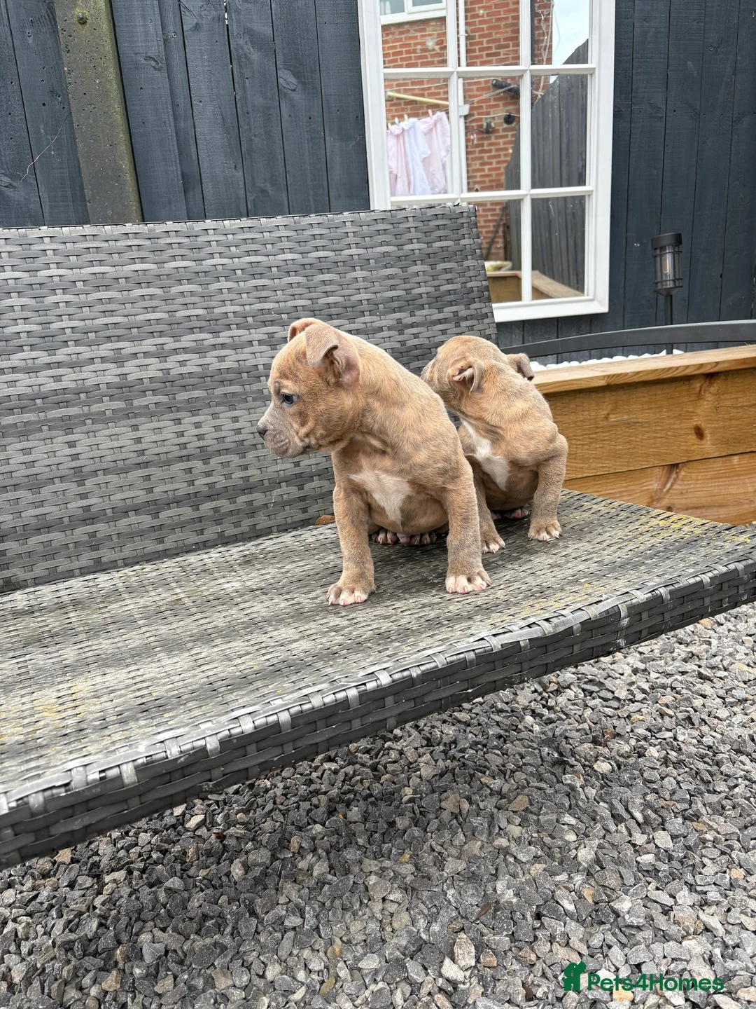 Mixed Breed dogs for sale: Olde English Bulldog pups  - Advert 6