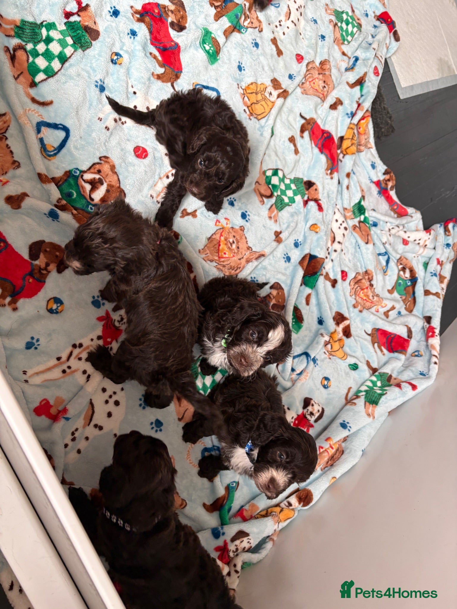 Cockapoo dogs Exceptional F1 cockapoo puppies  - Advert 2